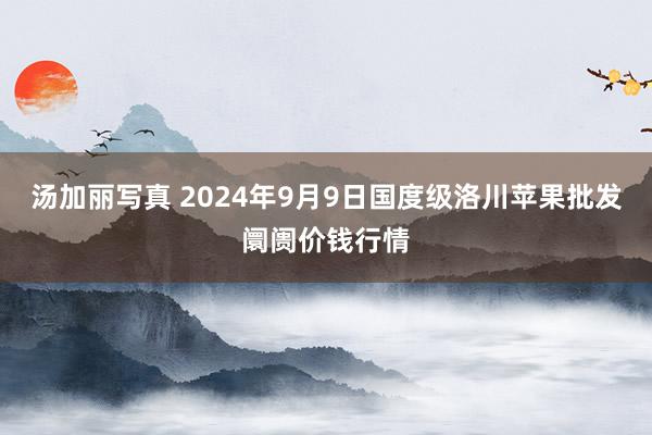 汤加丽写真 2024年9月9日国度级洛川苹果批发阛阓价钱行情