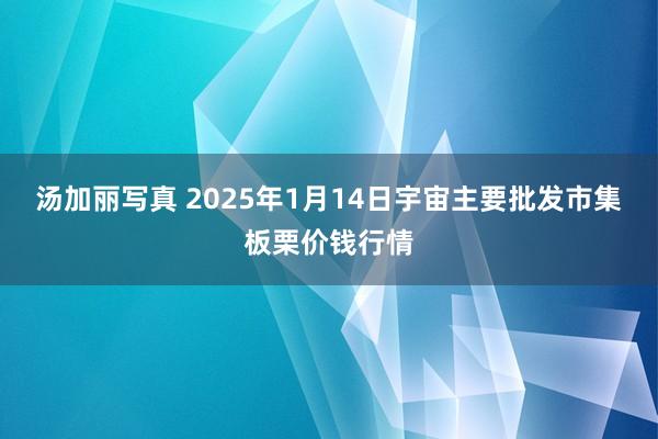 汤加丽写真 2025年1月14日宇宙主要批发市集板栗价钱行情