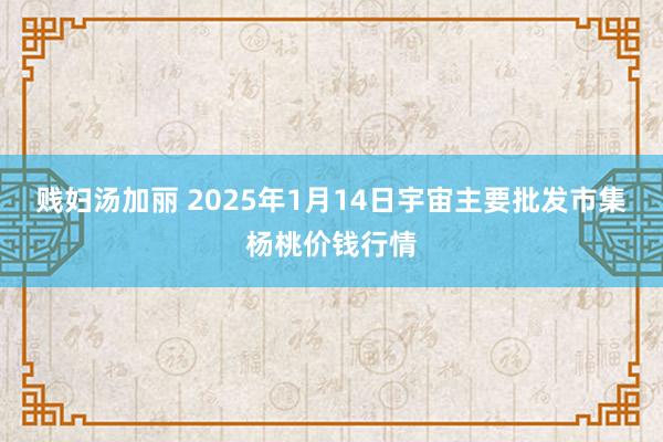 贱妇汤加丽 2025年1月14日宇宙主要批发市集杨桃价钱行情